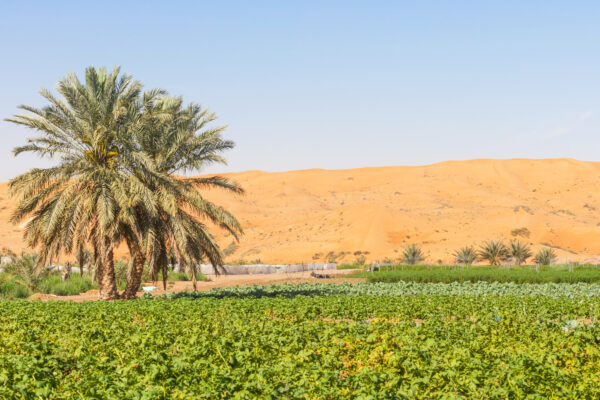 What if Deserts Could Grow Food?